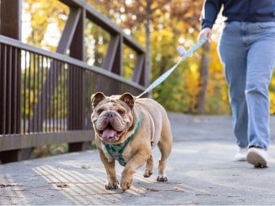Happy bulldog on a walk in Westfield park with owner during fall.