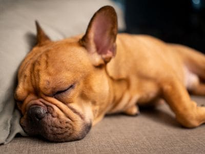French Bulldog sleeping peacefully on a soft surface.