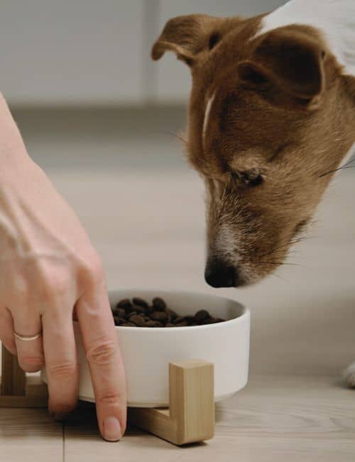 Dog feeding service, pet sitting, and care in Westfield. Reliable pet sitting services for your furr.