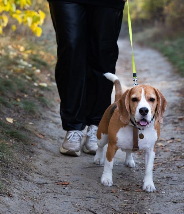 Daily Dog Walking in Westfield and Carmel, IN ​with a beagle on leash