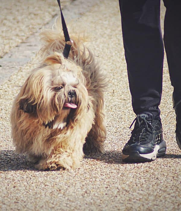 Daily Dog Walking in Westfield and Carmel, IN ​with a little dog on leash