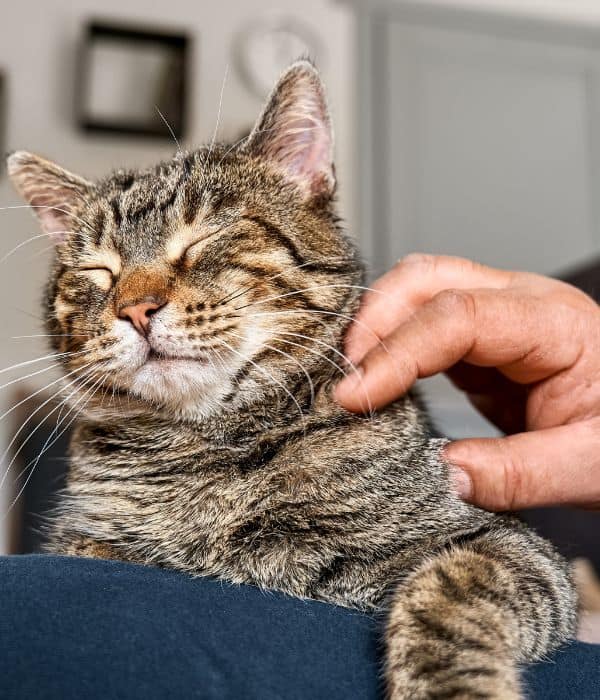 cat sitter petting cat during a Cat Sitting in Westfield and Carmel, IN​
