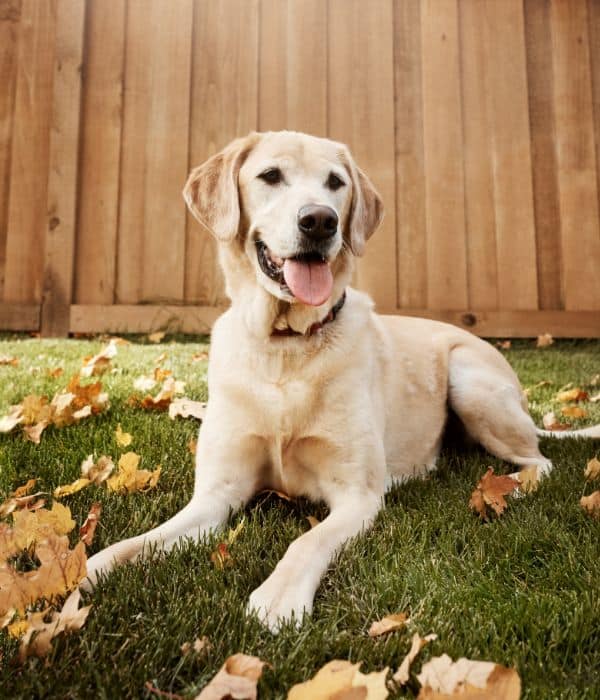 dog laying down in backyard during Dog Sitting in Westfield and Carmel, IN ​
