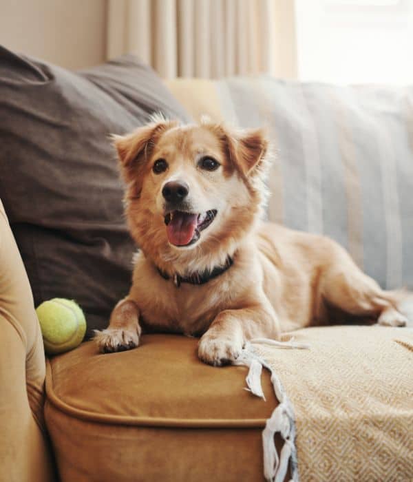 dog laying on couch with a ball during Dog Sitting in Westfield and Carmel, IN ​