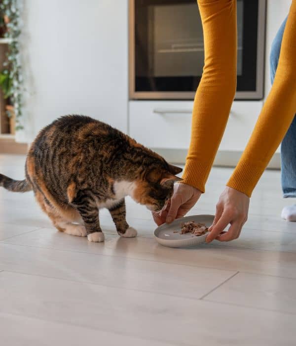 pet sitter feeding cat during Cat Sitting in Westfield and Carmel, IN​