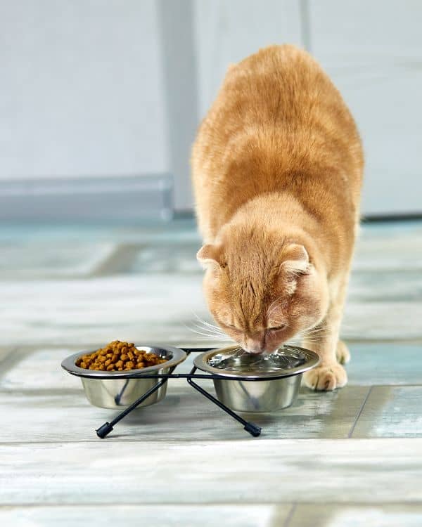 Cat drinking water in Westfield IN during a cat sitting visit from Westfield Pet Sitter