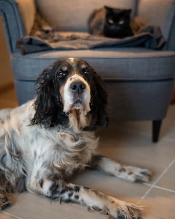 pets during a dog sitting and cat sitting visit from Westfield Pet Sitter that got cut short do to weather
