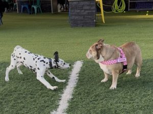 A bulldog and a dalmatian playing at a local dog park, Crate Escapes in Westfield