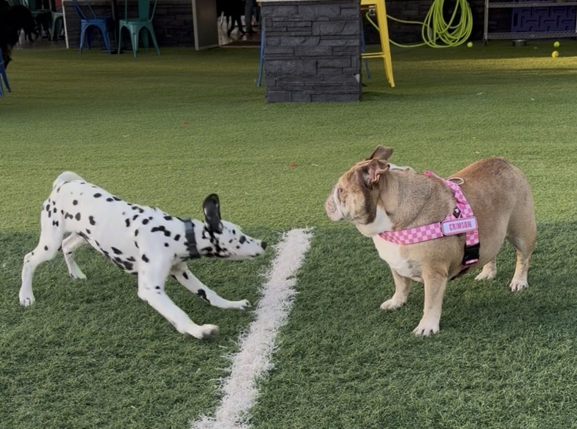 A bulldog and a dalmatian playing at a local dog park, Crate Escapes in Westfield