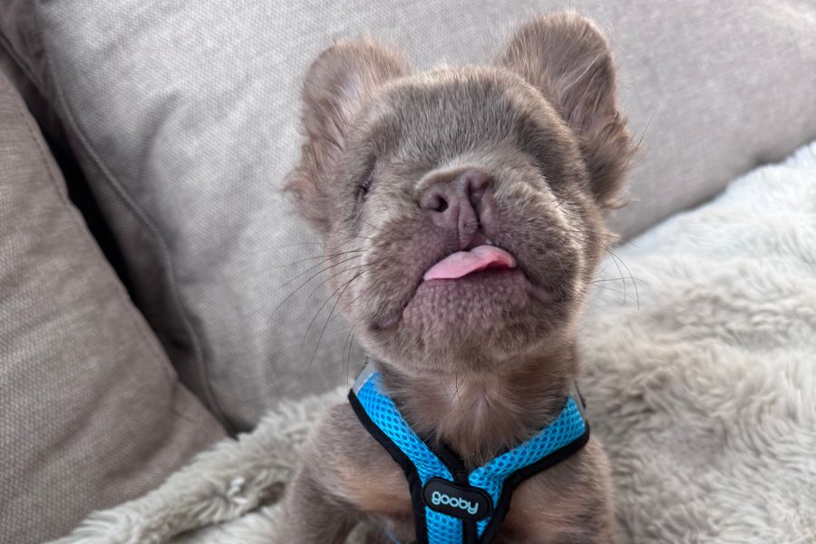 French Bulldog puppy Quigley wearing a blue harness and relaxing on a couch 