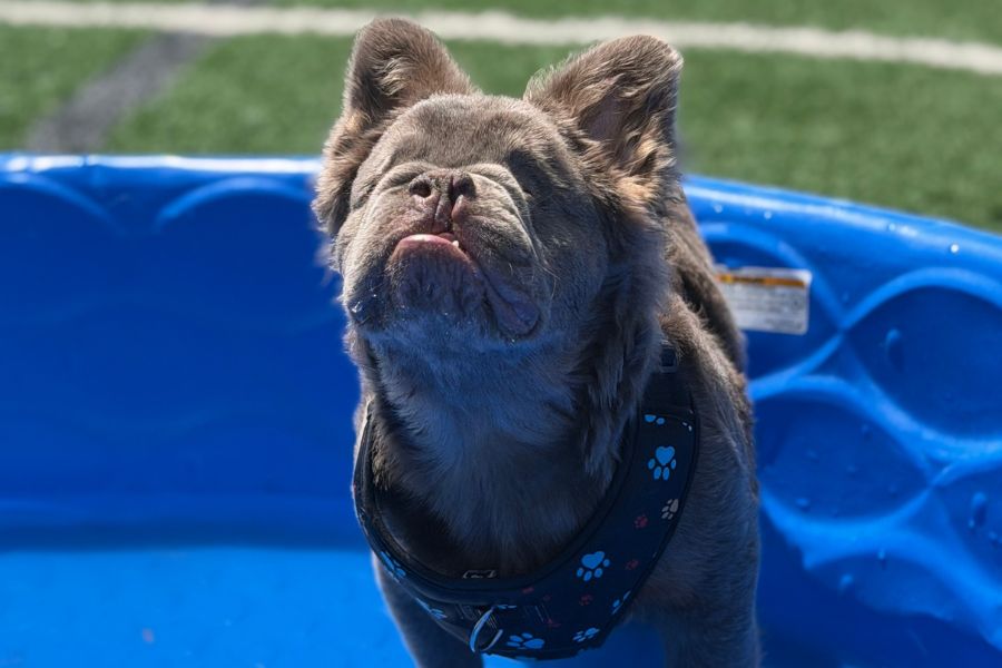 French Bulldog Quigley standing in a blue kiddie pool wearing a paw-print harness