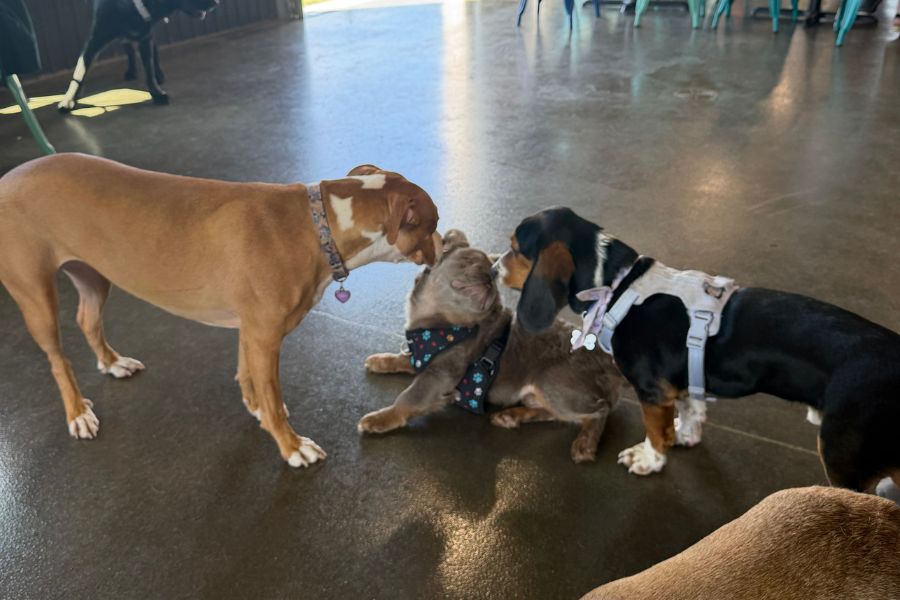 French Bulldog Quigley socializing with other dogs at a pet-friendly indoor space