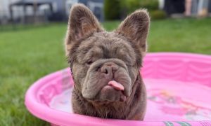 French Bulldog named Quigley cooling off in a pink kiddie pool in Westfield