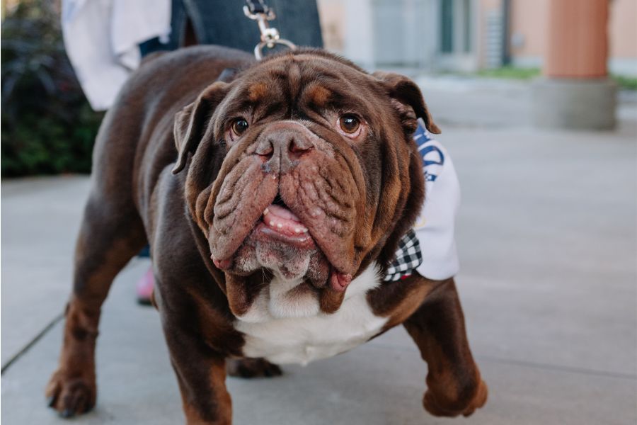Cowboy The Bulldog Who Redefined Therapy Dogs Smiling at the Camera
