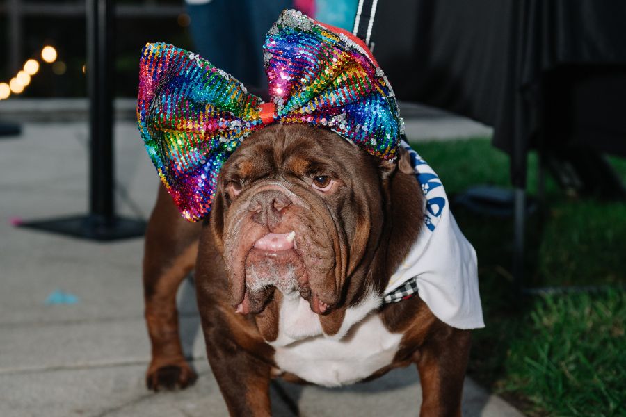 Cowboy The Bulldog Who Redefined Therapy Dogs with a big rainbow bow