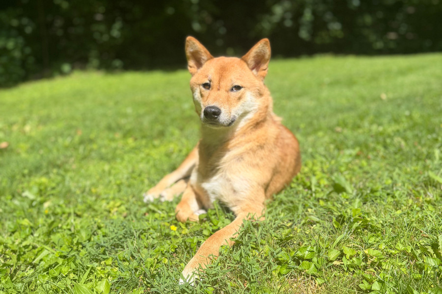 Dog sitting in grass park ioon sunny day